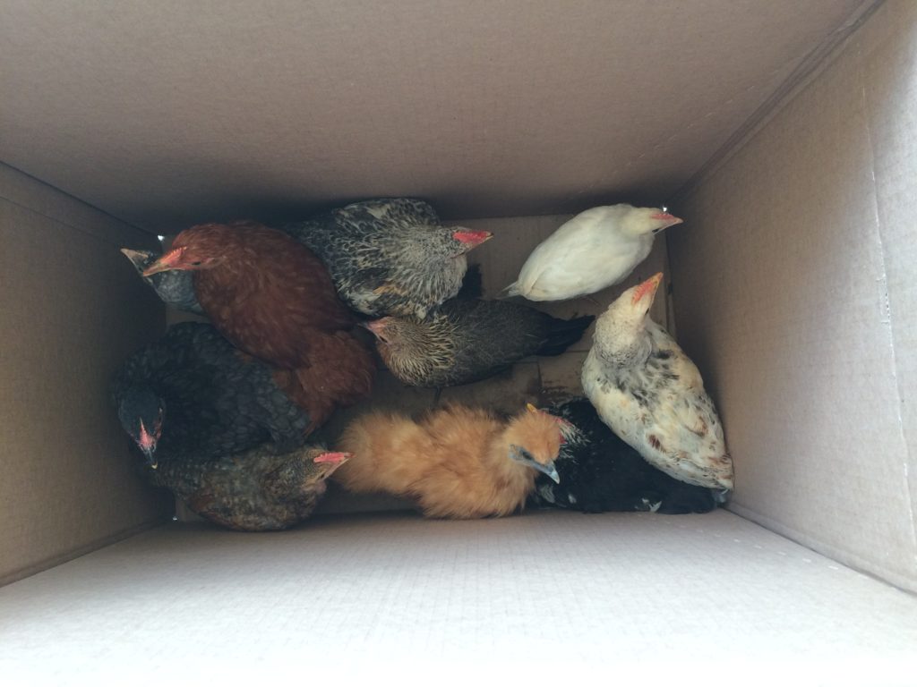 ten chickens in a cardboard box