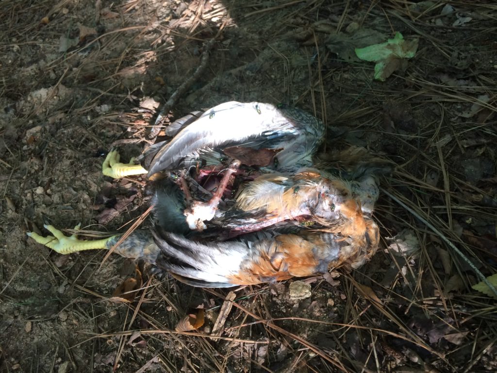 Chicken eaten by Predator