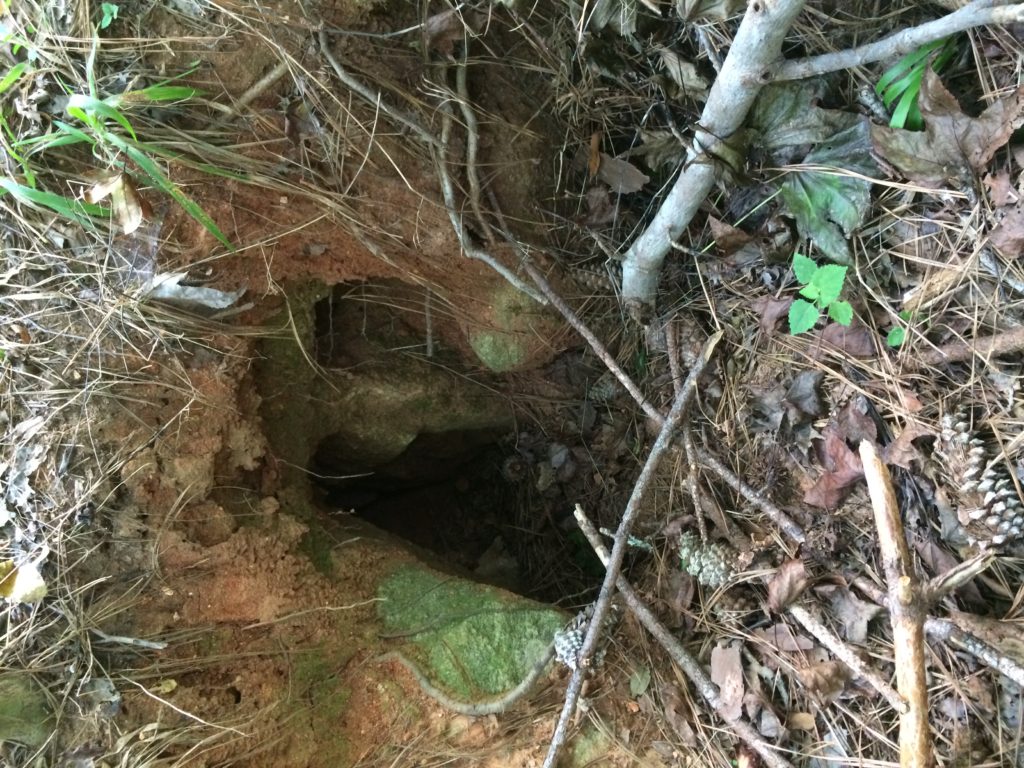 raccoon predator hole